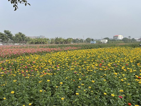 113年鹽水月津港燈節花海