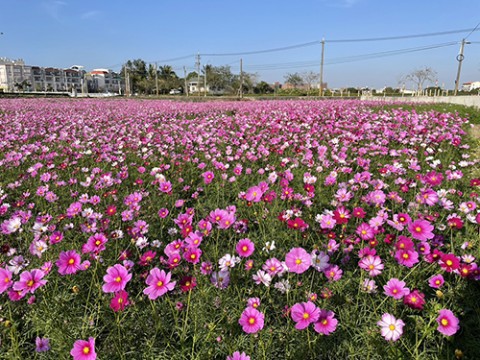 113年鹽水月津港燈節花海