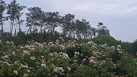 療癒森林走春賞花