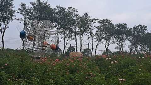 療癒森林走春賞花