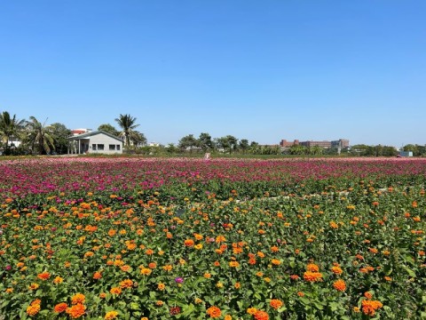 114年鹽水月津港燈節花海