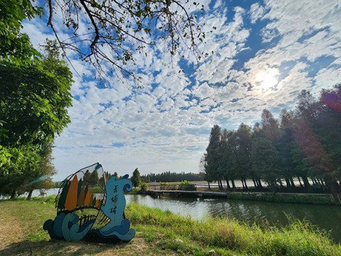 2026落羽松-「羽落季節稻六甲˙ 松鶴逗陣遊 曾文」