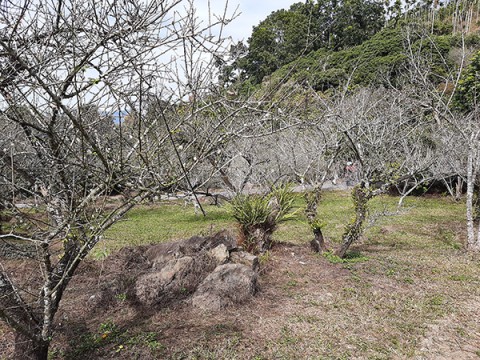 2026楠西梅嶺春節行春看花海