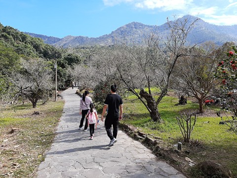 2026楠西梅嶺春節行春看花海