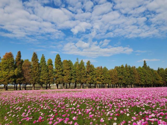 2026落羽松-「羽落季節稻六甲˙ 松鶴逗陣遊 曾文」